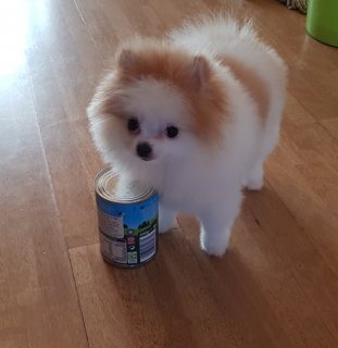 Teacup Pomeranian puppies for sale 1