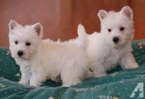 West Highland White Terrier Puppies for sale 