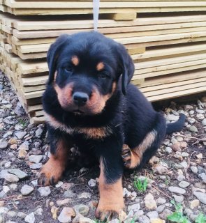 Rottweiler Puppies for sale 