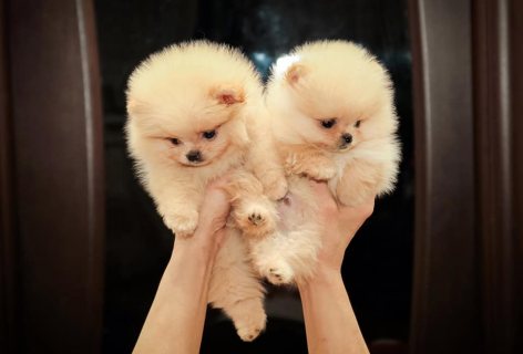 Tea cup pomeranian puppies available