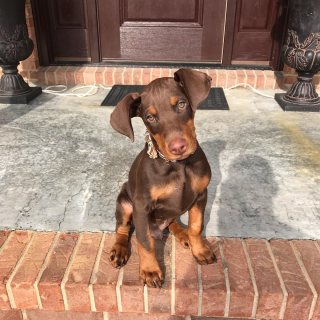 Red doberman puppies available