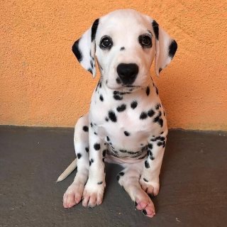 Dalmatian  puppies available for sale