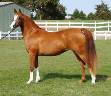  Arabian Horse For Sale