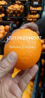 البرتقال الطازج 2