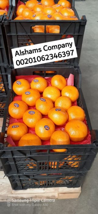 البرتقال الطازج 2